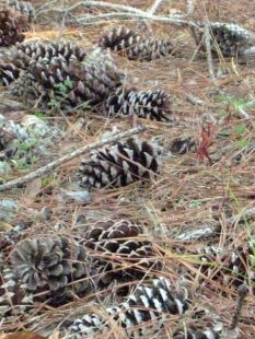 lots of pine cones